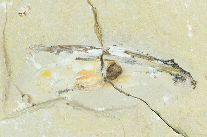 Unidentified Cretaceous Fossil Soft Bodied Cephalopod - Lebanon #124018